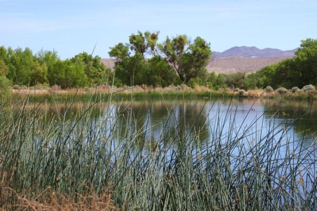 photo of percolation pond